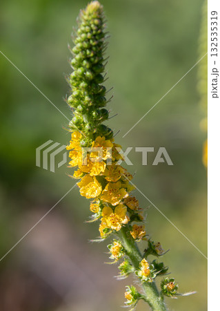 Common agrimony blooms in a vibrant display during late spring showcasing colorful yellow flowers on a slender green stem in a natural habitat Common agrimony blooms in a vibrant display during late spring showcasing colorful yellow flowers on a slender green stem in a natural habitat 132535319