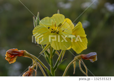 Close-up view of Oenothera biennis with yellow flowers and insects at twilight in a rural garden setting Close-up view of Oenothera biennis with yellow flowers and insects at twilight in a rural garden setting 132535323