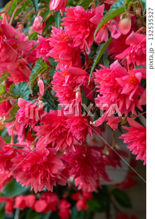 Vibrant blooms of Begonia Tuberhybrida showcasing bright pink flowers in full bloom during spring in a garden setting 132535327
