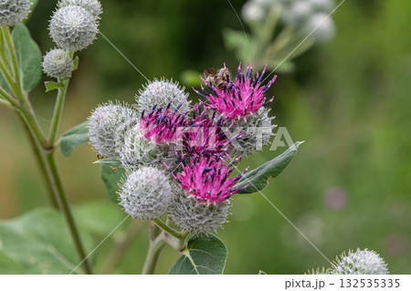 Woolly burdock blooms showcasing vibrant purple and pink flowers amidst green foliage in a natural habitat during summer 132535335