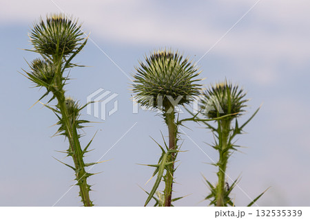 Spear thistle a resilient wildflower stands tall against the backdrop of a blue sky in a meadow during the early afternoon sun 132535339