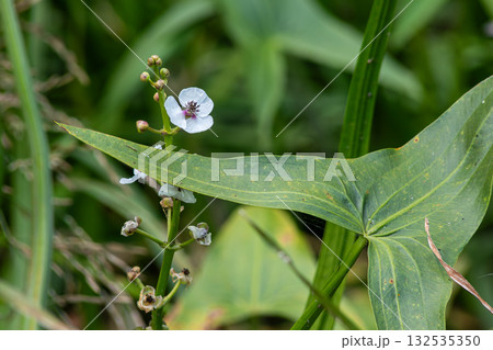 Common arrowhead features delicate white flowers and broad green leaves in a lush aquatic habitat during summer in a wetland area 132535350