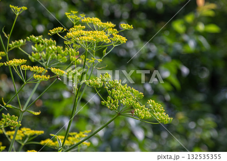 Bright yellow flowers bloom on fennel plant in a lush garden setting showcasing its distinctive anise aroma amidst vibrant greenery Bright yellow flowers bloom on fennel plant in a lush garden setting showcasing its distinctive anise aroma amidst vibrant greenery 132535355