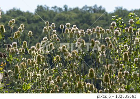 Wild teasel plants flourish in a lush landscape under the bright sunlight during a warm summer day 132535363