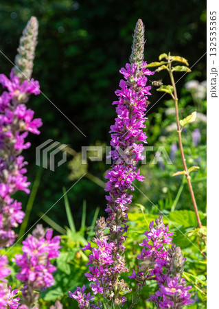 Vibrant purple loosestrife blooms showcasing their beauty in a sunny garden during late spring 132535365