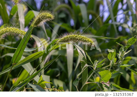 Yellow foxtail grass blooms in a vibrant green field under the clear blue sky during the warm summer afternoon 132535367