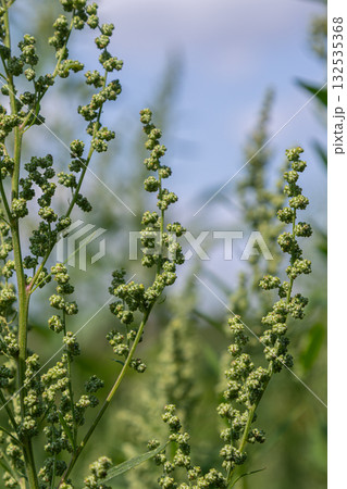 Common lambsquarters plant showing clusters of green flower buds against a blue sky in a natural habitat during late spring 132535368