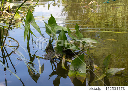 Common arrowhead plants flourish in calm waters showcasing vibrant foliage and reflective surroundings Common arrowhead plants flourish in calm waters showcasing vibrant foliage and reflective surroundings 132535378