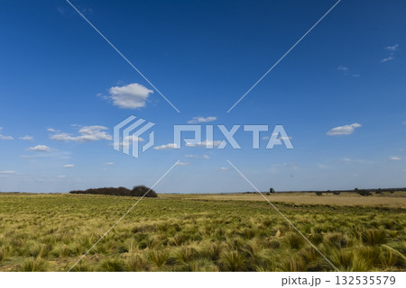 Pampas grass landscape, La Pampa province, Patagonia, Argentina. Pampas grass landscape, La Pampa province, Patagonia, Argentina. 132535579