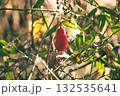 赤い実 132535641