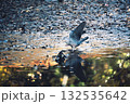水面を飛ぶ鳩 132535642