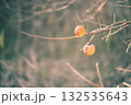 柿の実が実る頃 132535643