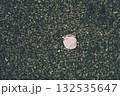 砂浜の貝殻 132535647