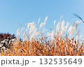 青空に映えるススキ 132535649