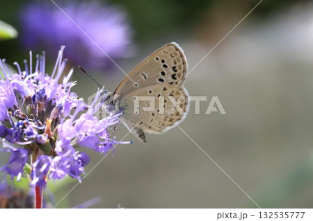 秋の庭に咲く紫色のダンギクの花の蜜を吸うヤマトシジミ蝶 秋の庭に咲く紫色のダンギクの花の蜜を吸うヤマトシジミ蝶 132535777