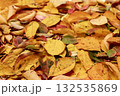 落ち葉_02 132535869