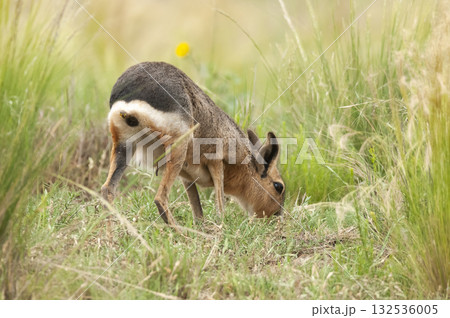 Patagonian Cavi.Peninsula de Valdes 132536005