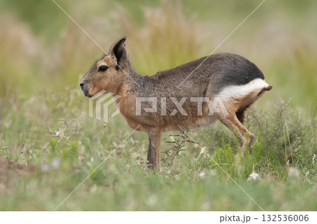 Desert cavi eating, Patagonia, Argentina 132536006