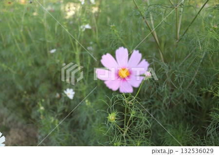 緑の草むらで咲き誇るピンク色のコスモス(ふんわりとした背景) 緑の草むらで咲き誇るピンク色のコスモス(ふんわりとした背景) 132536029