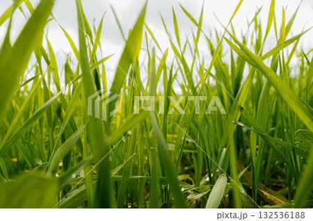 Young shoots of green barley. Selective focus. Young shoots of green barley. Selective focus. 132536188