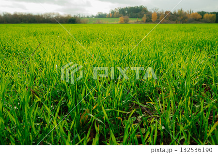 Young shoots of green barley. Selective focus. Young shoots of green barley. Selective focus. 132536190