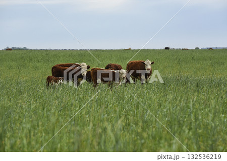 Herd of cows in Pampas Countryside,  132536219
