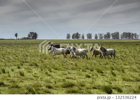Herd of horses in the coutryside, La Pampa Herd of horses in the coutryside, La Pampa 132536224