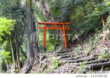 山の中の赤い鳥居 132536236