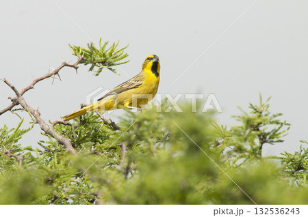 Yellow Cardinal, Gubernatrix cristata, Endangered species in La Pampa, Argentina 132536243