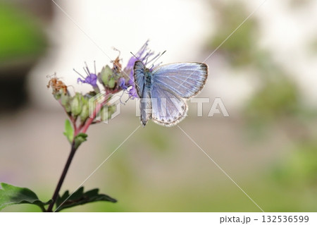 秋の庭に咲く紫色のダンギクの花の蜜を吸うヤマトシジミ蝶 秋の庭に咲く紫色のダンギクの花の蜜を吸うヤマトシジミ蝶 132536599