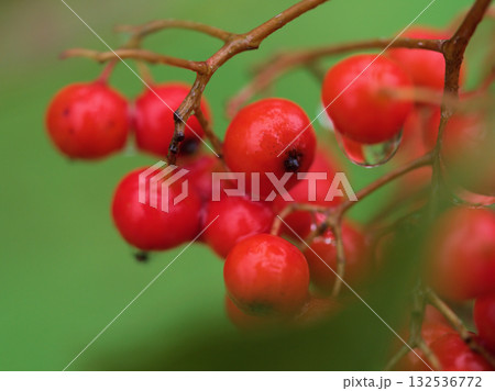 11月に色付いた赤いナナカマドの実 11月に色付いた赤いナナカマドの実 132536772