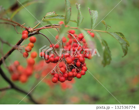 11月に色付いた赤いナナカマドの実 132536774