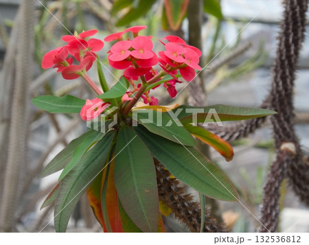 Euphorbia milii “花麒麟“ Euphorbia milii “花麒麟“ 132536812
