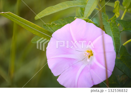 光を浴びた可憐なヒルガオと葉の美しいコントラスト 132536832