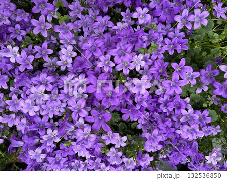 Close up of purple bellflower cluster in full bloom, lush petals and foliage in garden setting under natural light Close up of purple bellflower cluster in full bloom, lush petals and foliage in garden setting under natural light 132536850