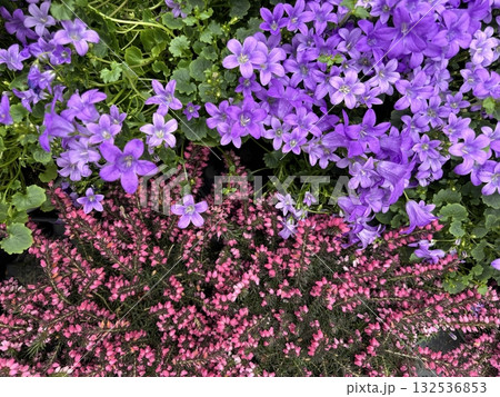 Purple bellflower and pink heather mixed bloom, vibrant garden combination of contrasting flowers 132536853