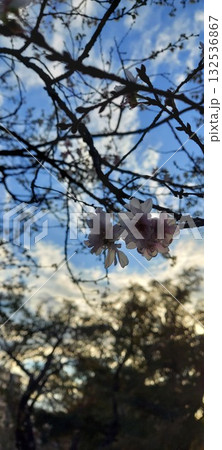 夕日に染まる桜 夕日に染まる桜 132536867