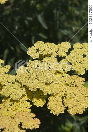 Yarrow Terracotta Yarrow Terracotta 132537000