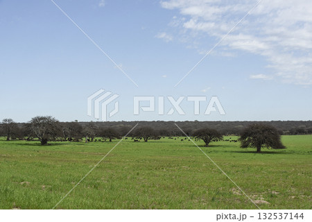 Pampas countryside landscape, La Pampa province, Patagonia, Argentina. 132537144