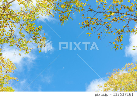 黄葉した山の木々 132537161