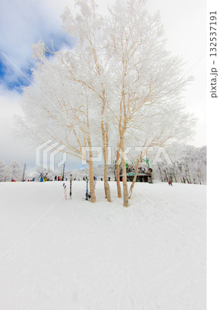 樹氷(長野県野沢温泉スキー場) 樹氷(長野県野沢温泉スキー場) 132537191