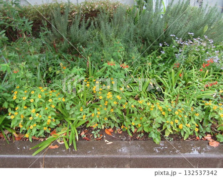 メランポジュームの黄色い花と藤袴の紫色の花 132537342