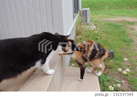 老猫を迎える猫 132537395