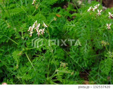 Pelargonium carnosum (枯野葵) Pelargonium carnosum (枯野葵) 132537420