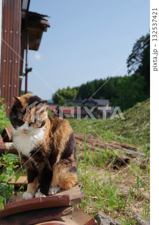 うつむく老猫 132537421