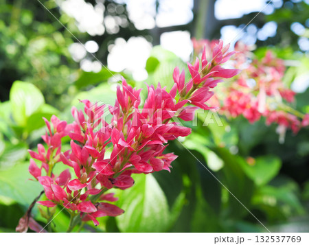 植物園の温室にさくメガスケパスマの花の写真 植物園の温室にさくメガスケパスマの花の写真 132537769