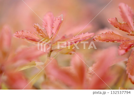 雨上がりの庭 花が終わった後の葉の紅葉 雨上がりの庭 花が終わった後の葉の紅葉 132537794