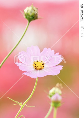 ふんわり可愛いコスモス 赤背景 ふんわり可愛いコスモス 赤背景 132538163