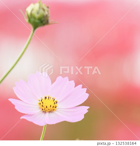 ふんわり可愛いコスモス　赤背景 132538164