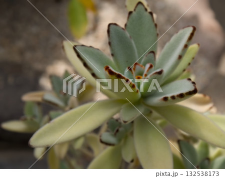 Kalanchoe tomentosa （カランコエ・トメントーサ） 132538173